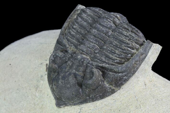 Bargain, Zlichovaspis Trilobite - Atchana, Morocco #100675